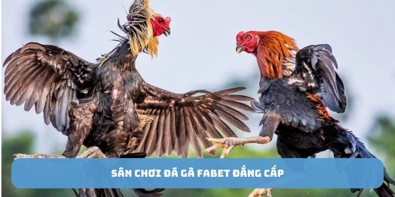 Sân chơi đá gà Fabet đắng cấp