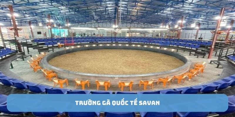 truong-ga-quoc-te-savan